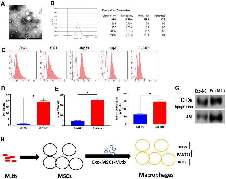 https://cdn.ncbi.nlm.nih.gov/pmc/blobs/9dd0/8109131/5fe8059a6af9/aging-13-202854-g007.jpg