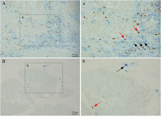 https://cdn.ncbi.nlm.nih.gov/pmc/blobs/9dd1/4560879/0d7c0f6cecde/13058_2015_632_Fig1_HTML.jpg