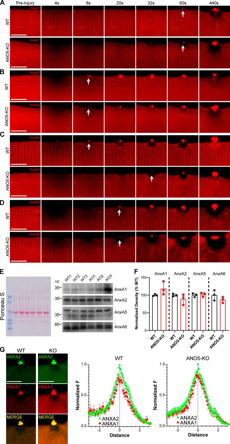 https://cdn.ncbi.nlm.nih.gov/pmc/blobs/9dd4/7844426/0766383f4f27/JCB_202007059_FigS2.jpg