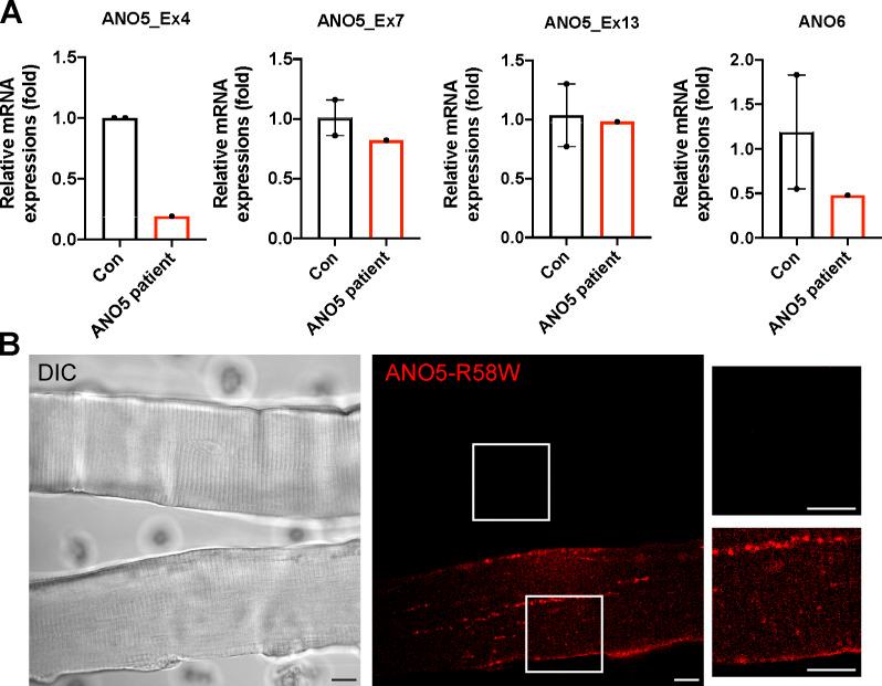 https://cdn.ncbi.nlm.nih.gov/pmc/blobs/9dd4/7844426/0f86efb0dde6/JCB_202007059_FigS4.jpg