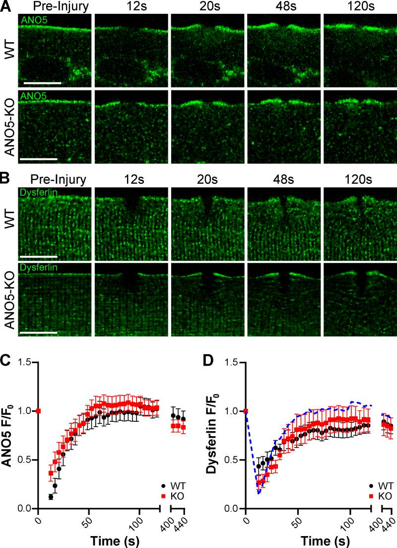 https://cdn.ncbi.nlm.nih.gov/pmc/blobs/9dd4/7844426/ba5933299ae4/JCB_202007059_Fig2.jpg