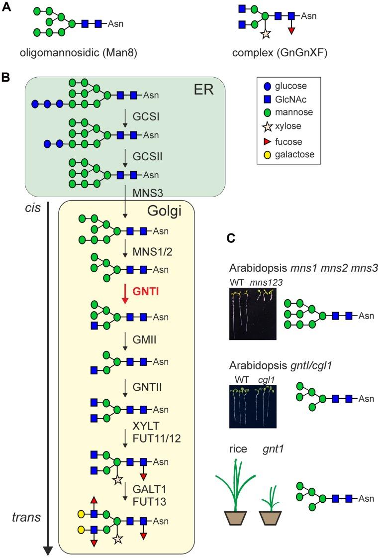 https://cdn.ncbi.nlm.nih.gov/pmc/blobs/9dd6/4105690/197186b7970c/fpls-05-00363-g001.jpg