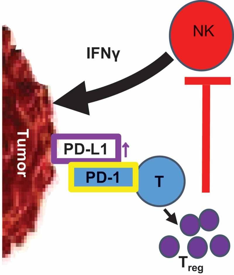 https://cdn.ncbi.nlm.nih.gov/pmc/blobs/9dd6/6205063/95ca69ee8ae5/koni-07-11-1509819-g006.jpg