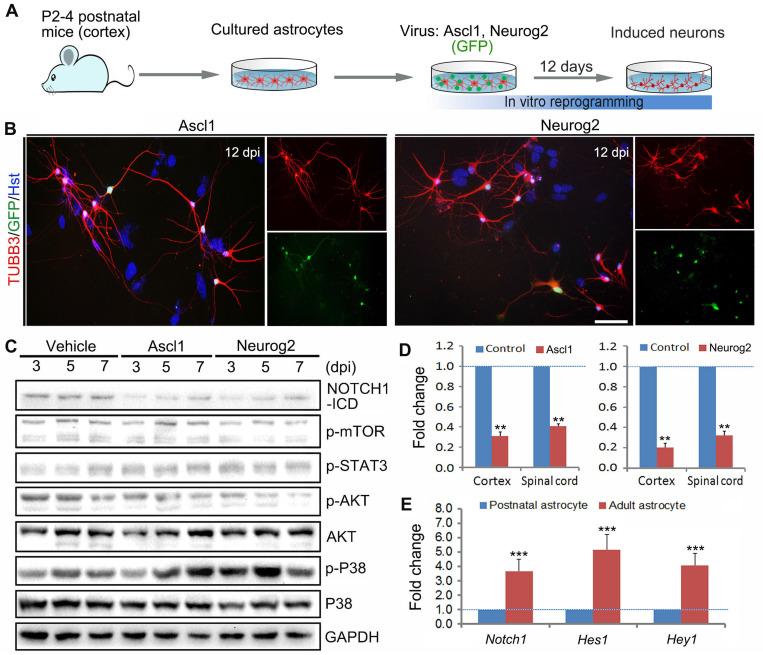 https://cdn.ncbi.nlm.nih.gov/pmc/blobs/9dd6/9254256/2d5bdbd6f3b4/thnov12p4548g001.jpg
