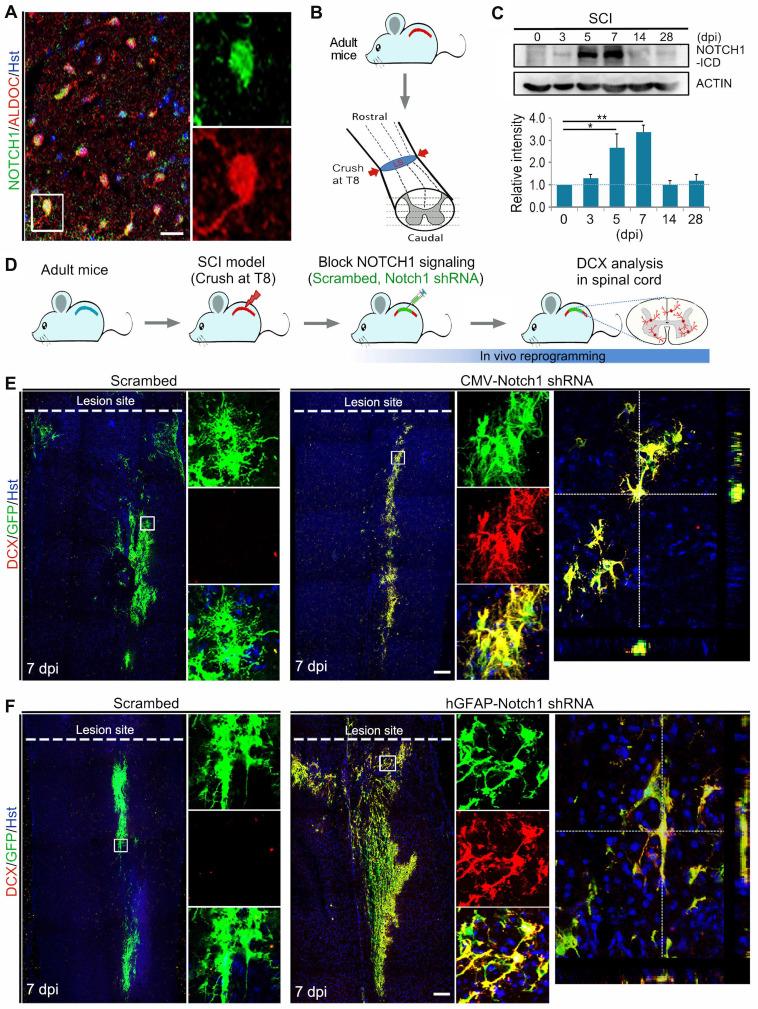 https://cdn.ncbi.nlm.nih.gov/pmc/blobs/9dd6/9254256/58789c63a448/thnov12p4548g003.jpg