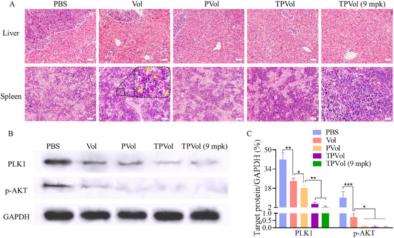 https://cdn.ncbi.nlm.nih.gov/pmc/blobs/9dd9/9494038/a57312c97b52/gr7.jpg