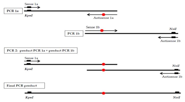 https://cdn.ncbi.nlm.nih.gov/pmc/blobs/9ddb/7464722/912a81116e56/genes-11-00924-g001.jpg