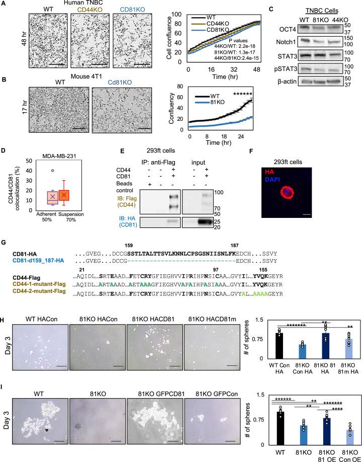 https://cdn.ncbi.nlm.nih.gov/pmc/blobs/9ddb/9581534/584537af120f/elife-82669-fig1-figsupp2.jpg