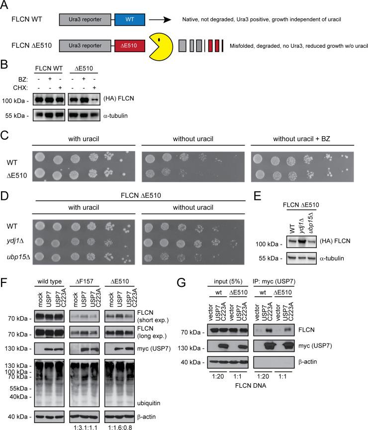 https://cdn.ncbi.nlm.nih.gov/pmc/blobs/9ddd/7660926/49ba5849fedd/pgen.1009187.g006.jpg