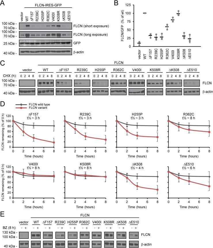 https://cdn.ncbi.nlm.nih.gov/pmc/blobs/9ddd/7660926/5737bcd7a5e3/pgen.1009187.g001.jpg