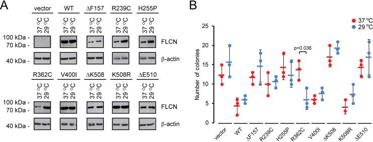 https://cdn.ncbi.nlm.nih.gov/pmc/blobs/9ddd/7660926/7f4417a6989e/pgen.1009187.g007.jpg