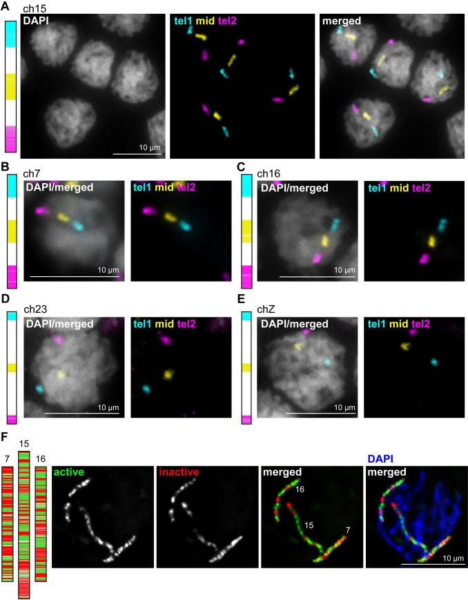 https://cdn.ncbi.nlm.nih.gov/pmc/blobs/9ddd/8351950/52ec6051598d/pgen.1009700.g003.jpg