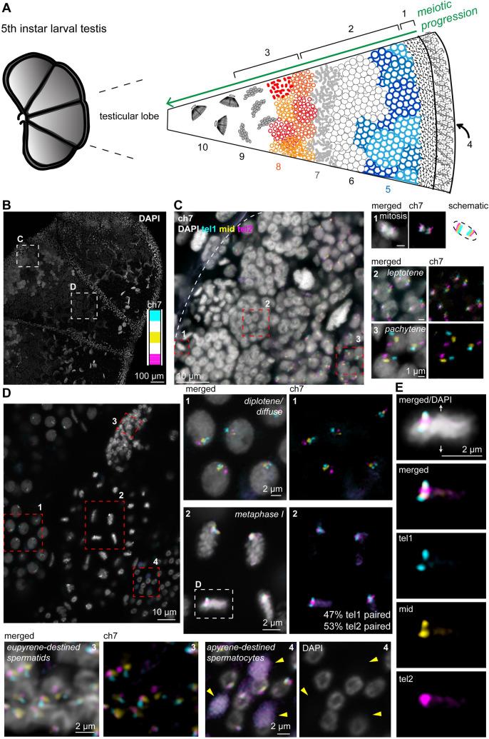 https://cdn.ncbi.nlm.nih.gov/pmc/blobs/9ddd/8351950/da90485d2cdc/pgen.1009700.g006.jpg