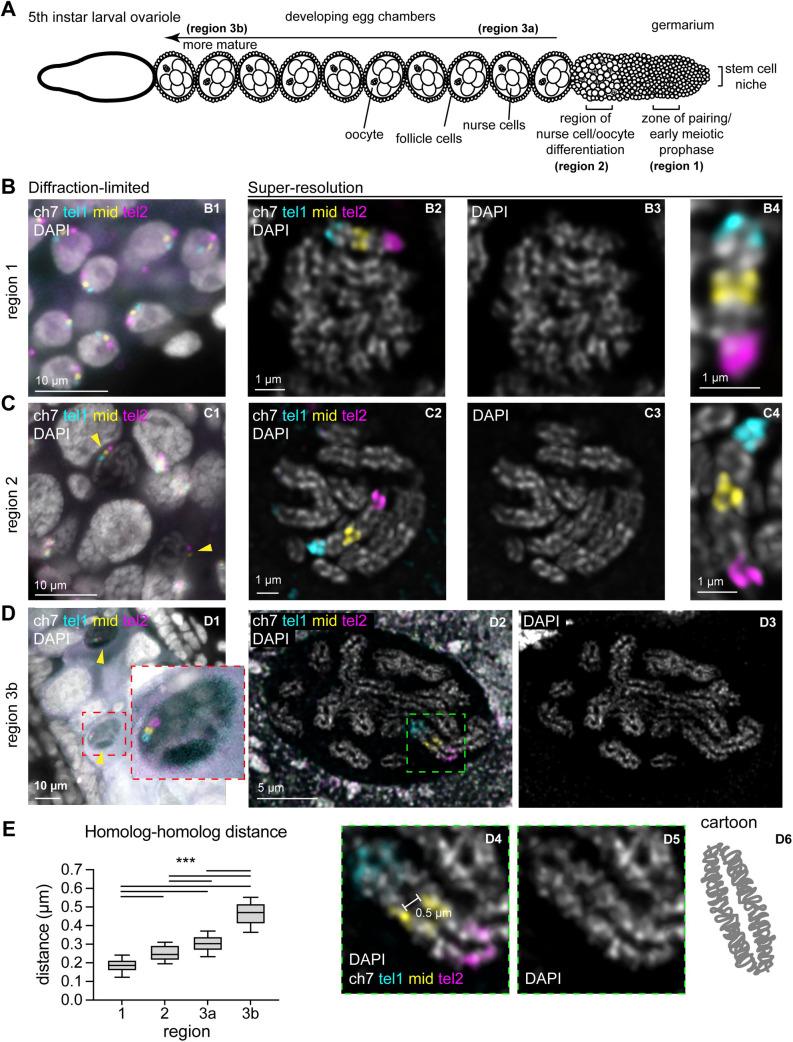https://cdn.ncbi.nlm.nih.gov/pmc/blobs/9ddd/8351950/e83d91d582ef/pgen.1009700.g007.jpg
