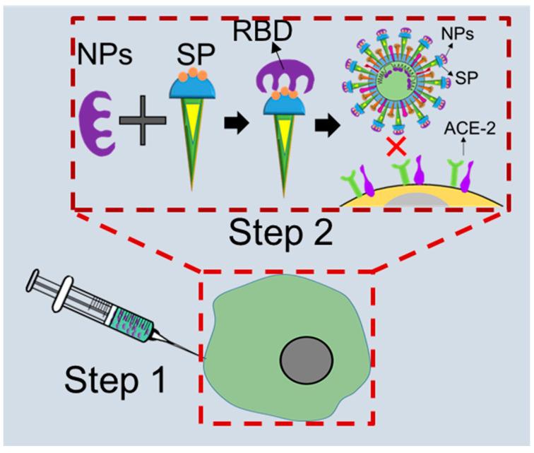 https://cdn.ncbi.nlm.nih.gov/pmc/blobs/9de2/10488153/3c92f7070b33/ijms-24-13130-g011.jpg