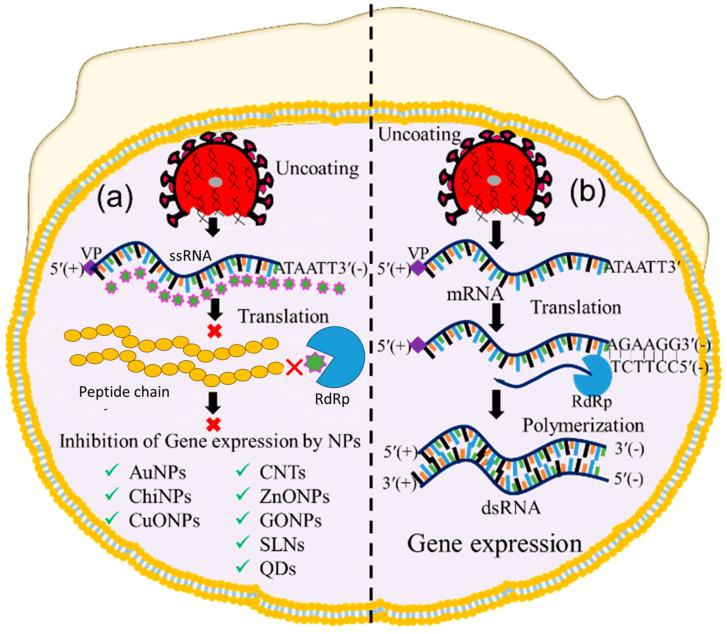 https://cdn.ncbi.nlm.nih.gov/pmc/blobs/9de2/10488153/65613fae03fb/ijms-24-13130-g006.jpg