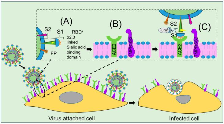 https://cdn.ncbi.nlm.nih.gov/pmc/blobs/9de2/10488153/8908b459adaa/ijms-24-13130-g002.jpg