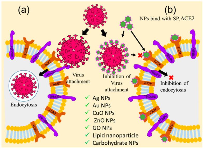 https://cdn.ncbi.nlm.nih.gov/pmc/blobs/9de2/10488153/9eb269b6328a/ijms-24-13130-g004.jpg