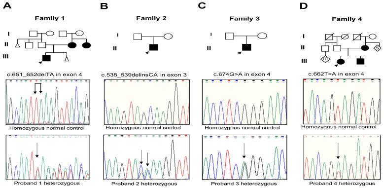 https://cdn.ncbi.nlm.nih.gov/pmc/blobs/9de2/10968410/60c227366567/biology-13-00173-g002.jpg