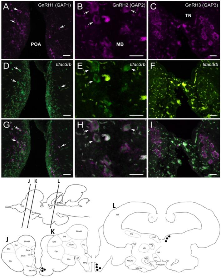 https://cdn.ncbi.nlm.nih.gov/pmc/blobs/9de3/6639853/396e85894e47/fendo-10-00469-g0008.jpg