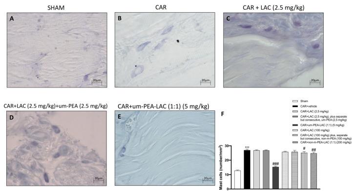 https://cdn.ncbi.nlm.nih.gov/pmc/blobs/9de4/7922157/c287fa7232bd/ijms-22-01967-g003.jpg