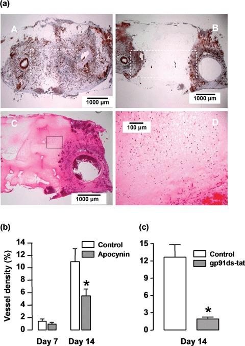https://cdn.ncbi.nlm.nih.gov/pmc/blobs/9de5/4506171/5d892bd12c34/jcmm0012-2062-f7.jpg