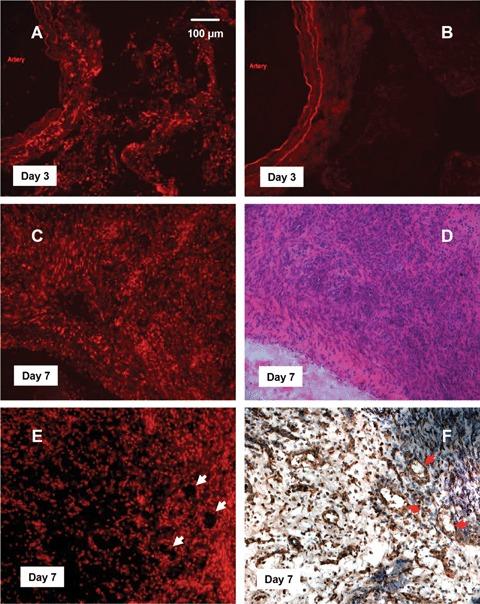 https://cdn.ncbi.nlm.nih.gov/pmc/blobs/9de5/4506171/7374f13f510f/jcmm0012-2062-f5.jpg