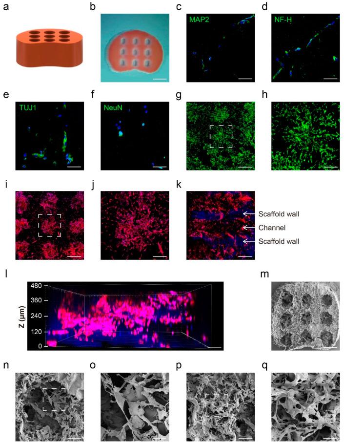 https://cdn.ncbi.nlm.nih.gov/pmc/blobs/9de6/9598945/6df780bd2d1b/bioengineering-09-00535-g004.jpg