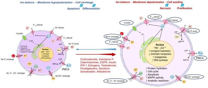 https://cdn.ncbi.nlm.nih.gov/pmc/blobs/9de8/11764231/2695b45fbb62/cancers-17-00286-g006.jpg