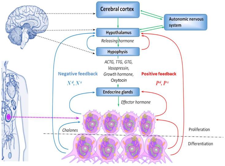 https://cdn.ncbi.nlm.nih.gov/pmc/blobs/9de8/11764231/55e8fedc006b/cancers-17-00286-g001.jpg