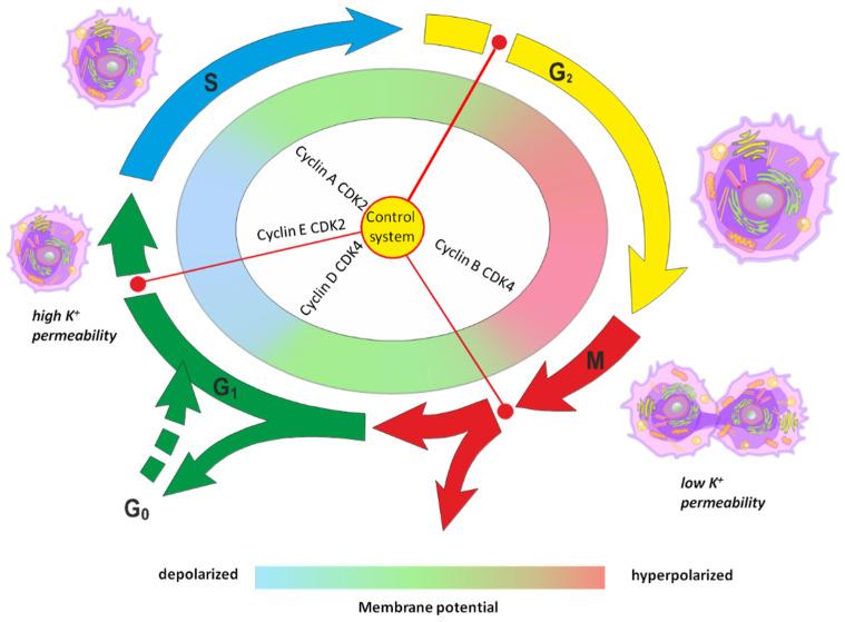 https://cdn.ncbi.nlm.nih.gov/pmc/blobs/9de8/11764231/97c9d59716c2/cancers-17-00286-g005.jpg