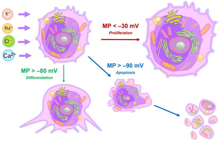 https://cdn.ncbi.nlm.nih.gov/pmc/blobs/9de8/11764231/eec3855aa2c5/cancers-17-00286-g004.jpg