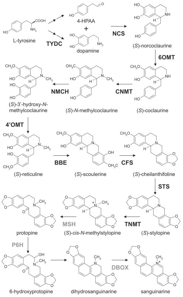 https://cdn.ncbi.nlm.nih.gov/pmc/blobs/9de9/3095332/d698b1668687/1471-2229-10-252-1.jpg