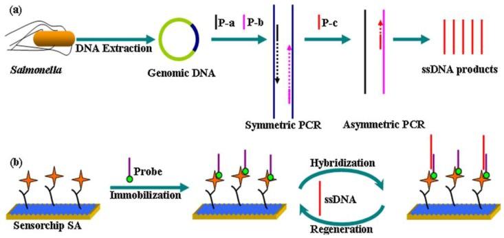 https://cdn.ncbi.nlm.nih.gov/pmc/blobs/9deb/4263596/463fd736ff5c/biosensors-03-00089-g005.jpg