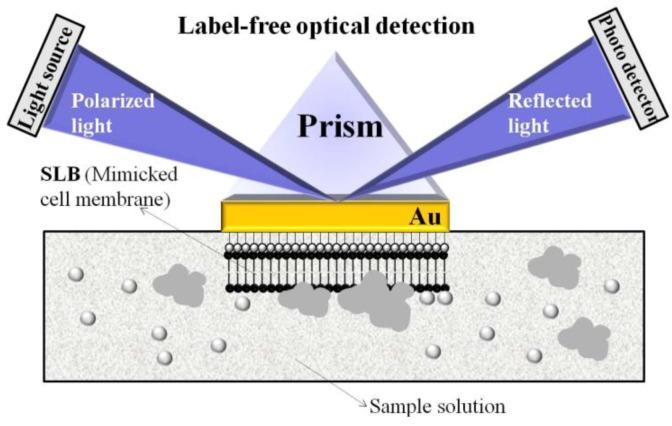 https://cdn.ncbi.nlm.nih.gov/pmc/blobs/9deb/4263596/5fbdad2c2c3a/biosensors-03-00089-g004.jpg