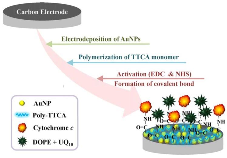 https://cdn.ncbi.nlm.nih.gov/pmc/blobs/9deb/4263596/ea5fa2faf8b3/biosensors-03-00089-g007.jpg