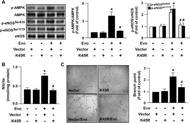 https://cdn.ncbi.nlm.nih.gov/pmc/blobs/9deb/7751829/659b123a4c98/10020_2012_1805805_Fig4.jpg