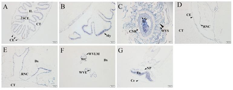https://cdn.ncbi.nlm.nih.gov/pmc/blobs/9dec/10532012/9ec15b37297e/ijms-24-14358-g003.jpg