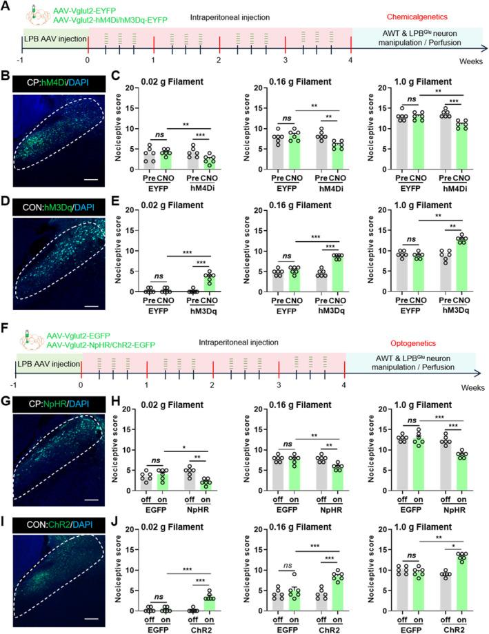 https://cdn.ncbi.nlm.nih.gov/pmc/blobs/9dec/11871393/5b06d6ee24f9/CNS-31-e70313-g002.jpg