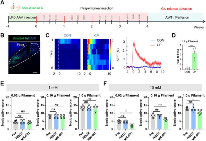 https://cdn.ncbi.nlm.nih.gov/pmc/blobs/9dec/11871393/f7dbe7524127/CNS-31-e70313-g006.jpg