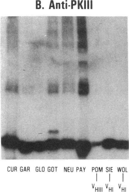 https://cdn.ncbi.nlm.nih.gov/pmc/blobs/9ded/303536/5289a4511f58/jcinvest00080-0101-b.jpg