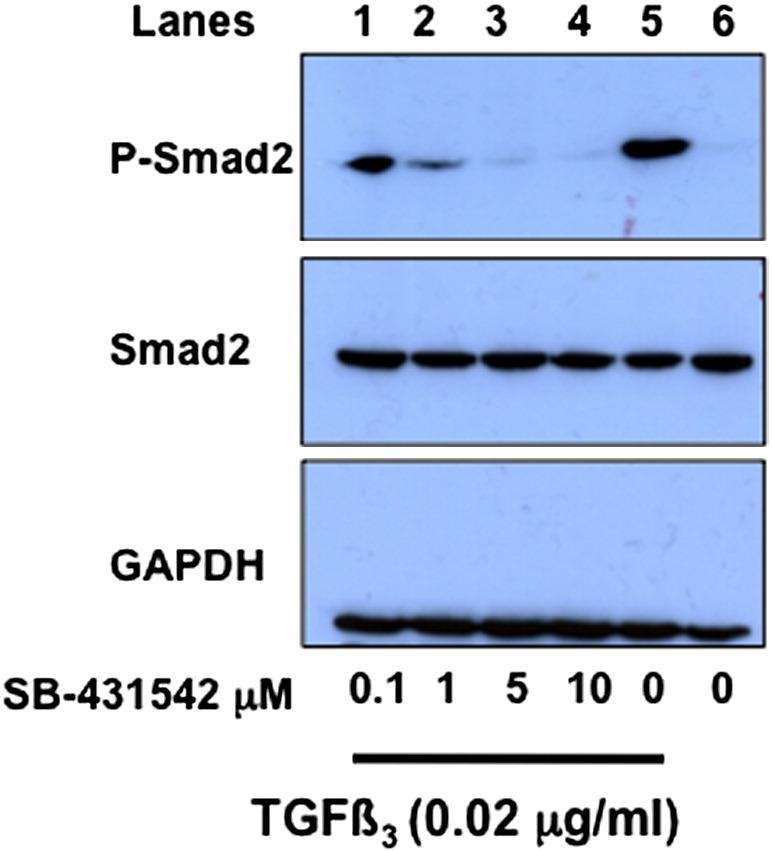 https://cdn.ncbi.nlm.nih.gov/pmc/blobs/9dee/3611595/1639cedc337c/gr5.jpg
