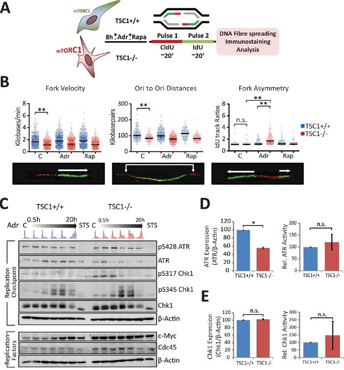 https://cdn.ncbi.nlm.nih.gov/pmc/blobs/9dee/5356742/6ef55bc7b696/oncotarget-07-85365-g004.jpg