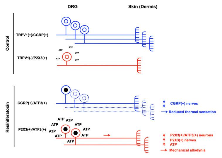 https://cdn.ncbi.nlm.nih.gov/pmc/blobs/9dee/7767346/c2725df7e38c/cells-09-02725-g001.jpg