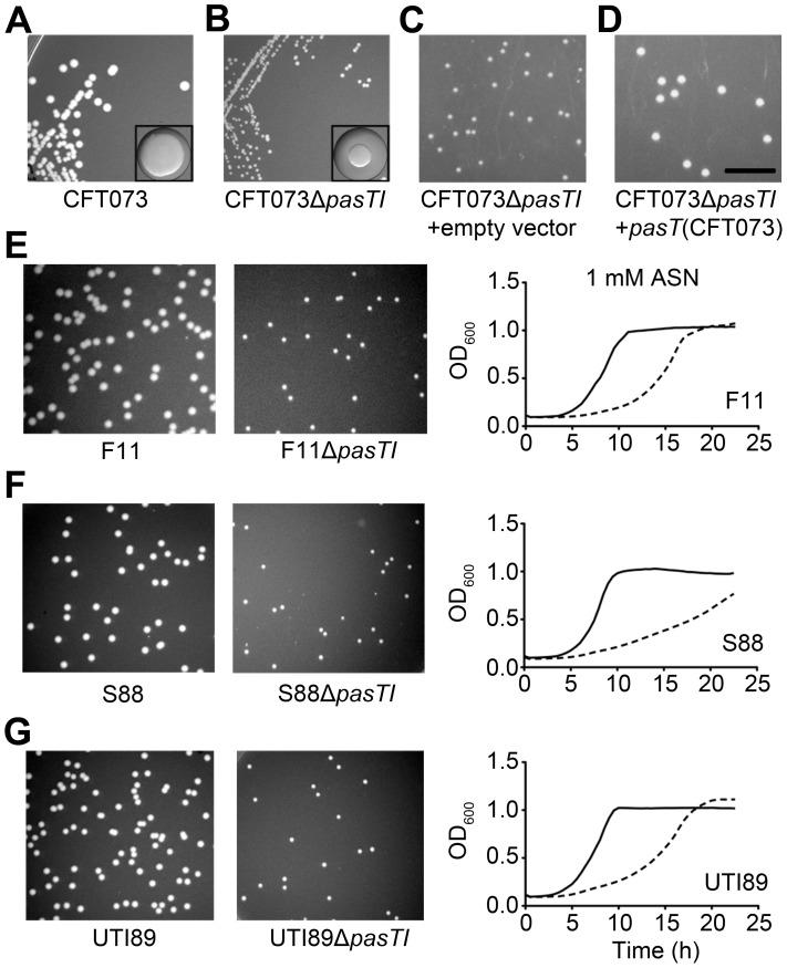 https://cdn.ncbi.nlm.nih.gov/pmc/blobs/9def/3464220/7693f8d0e036/ppat.1002954.g006.jpg
