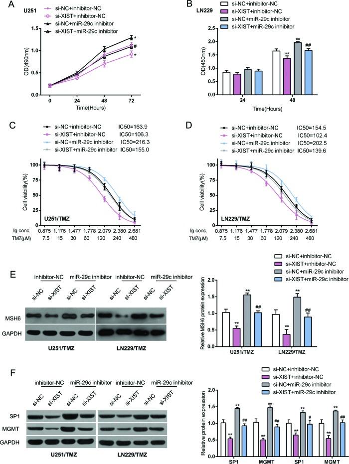 https://cdn.ncbi.nlm.nih.gov/pmc/blobs/9df5/5587918/0cc302602788/bsr-37-bsr20170696-g4.jpg