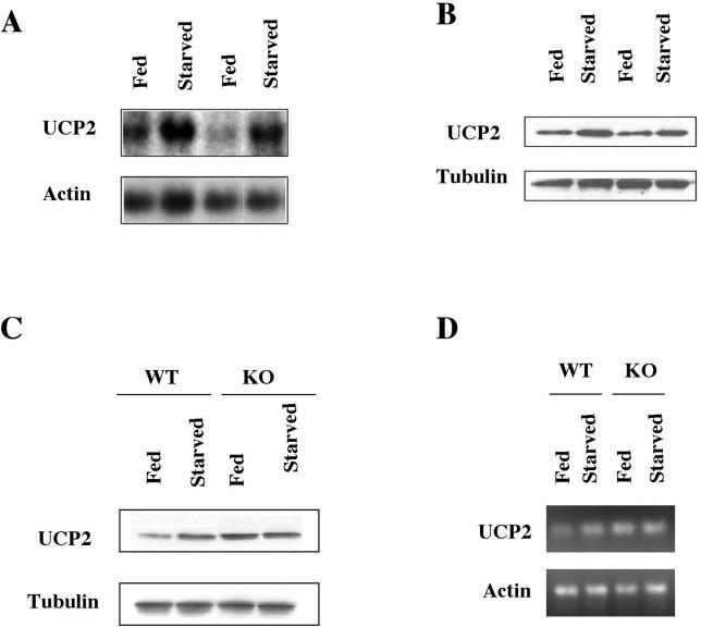 https://cdn.ncbi.nlm.nih.gov/pmc/blobs/9df8/1363697/a2ada78c3c41/pbio.0040031.g007.jpg