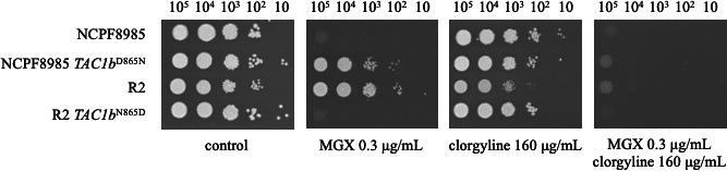 https://cdn.ncbi.nlm.nih.gov/pmc/blobs/9dfa/11823642/a8cf40215097/aac.01508-24.f004.jpg