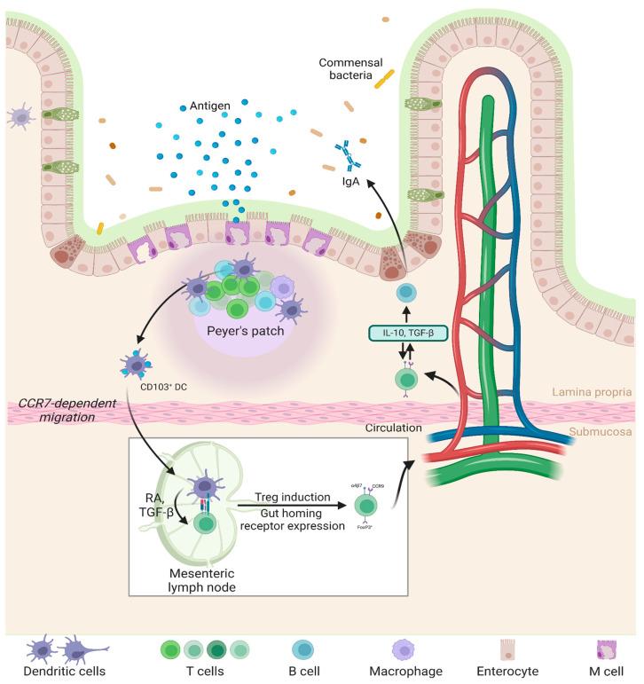https://cdn.ncbi.nlm.nih.gov/pmc/blobs/9e04/12115334/7e52200617ff/pharmaceutics-17-00609-g003.jpg