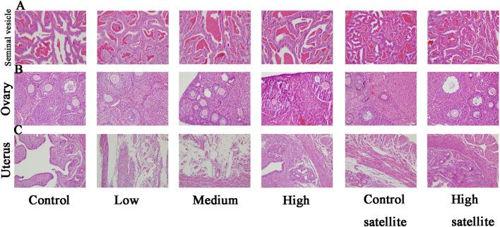 https://cdn.ncbi.nlm.nih.gov/pmc/blobs/9e05/12037581/6d4328a68bd8/fphar-16-1554732-g005.jpg